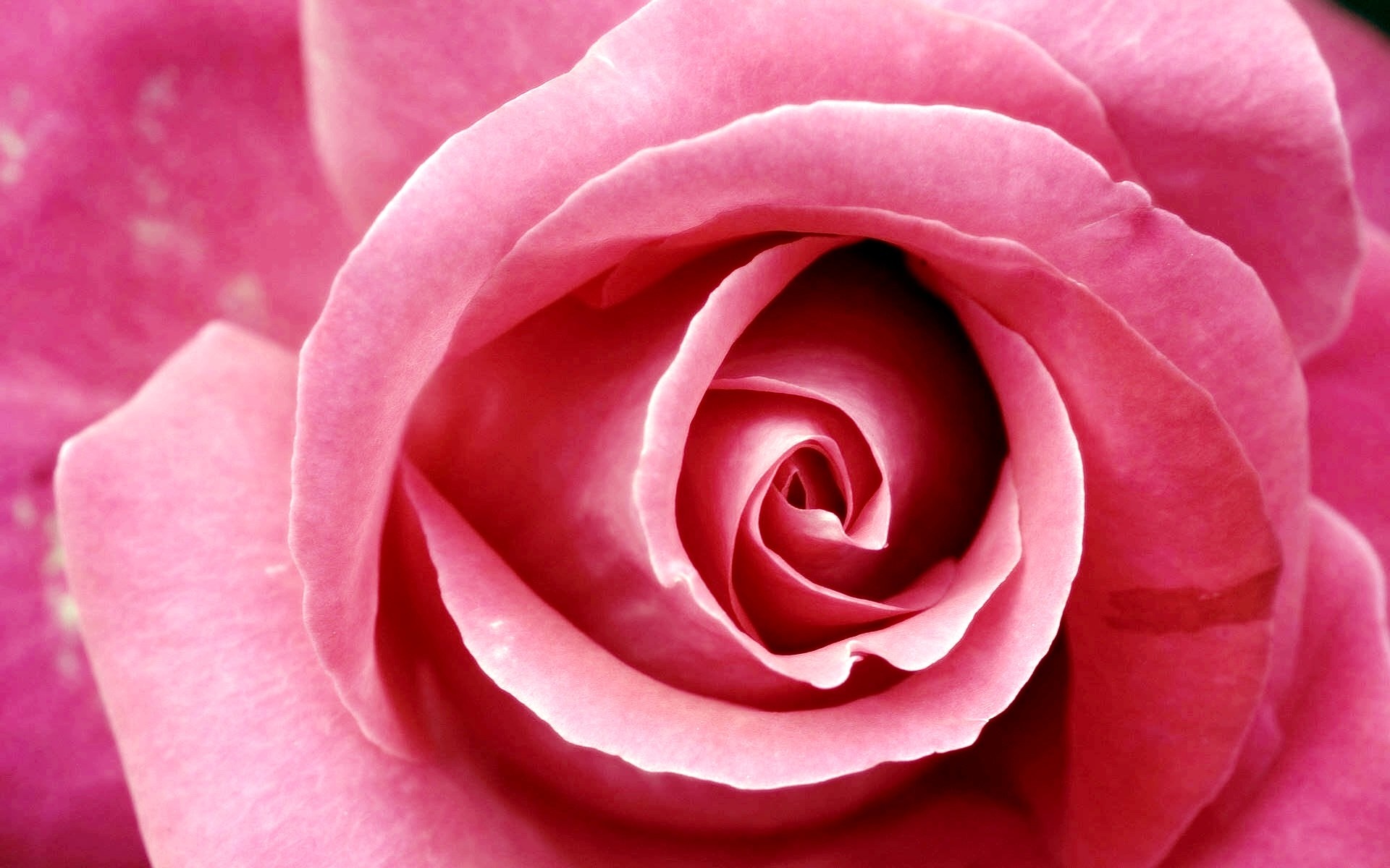 pink rose wallpaper beautiful