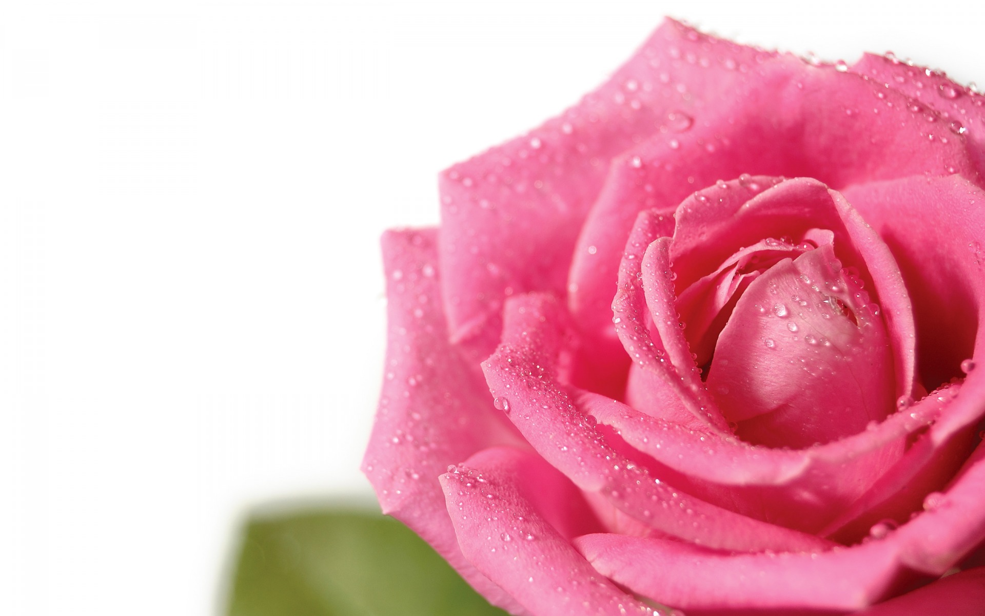 pink rose wallpaper flower