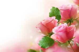 pink rose wallpaper free