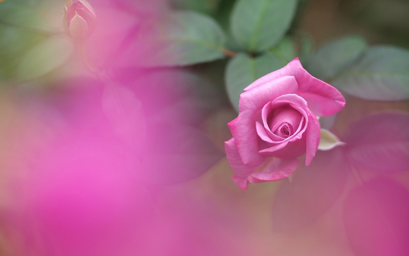 pink rose wallpaper garden