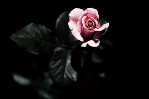 pink roses wallpaper flower