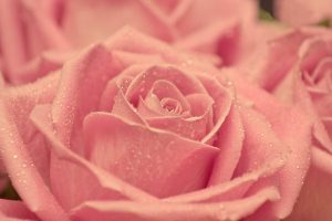 pink roses wallpapers hd