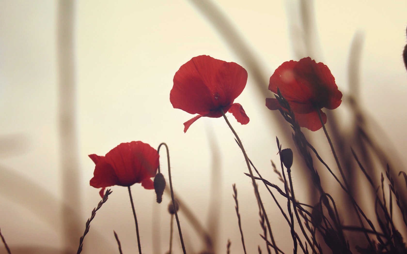 Poppy Flowers Wallpapers posted by John Anderson
