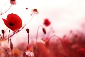 poppy images hd