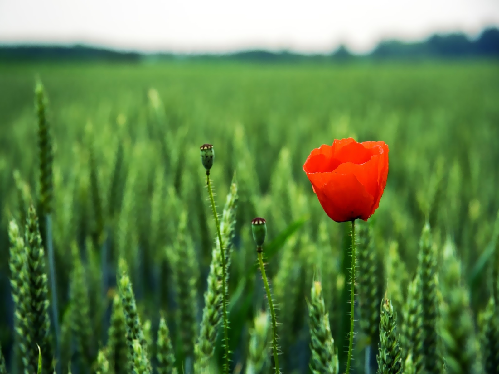 poppy picture hd