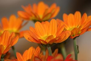 pretty orange flowers