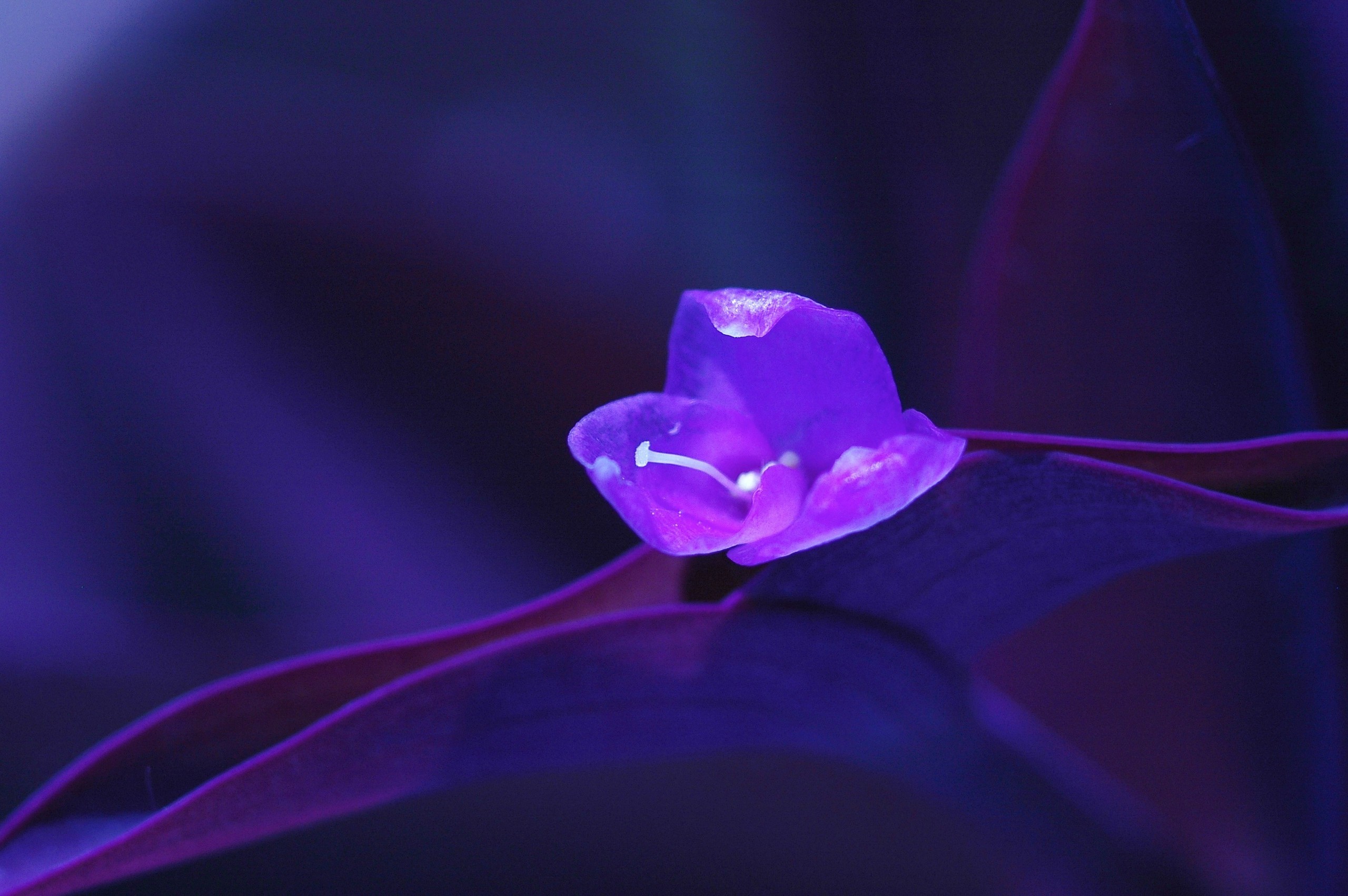purple flower A1