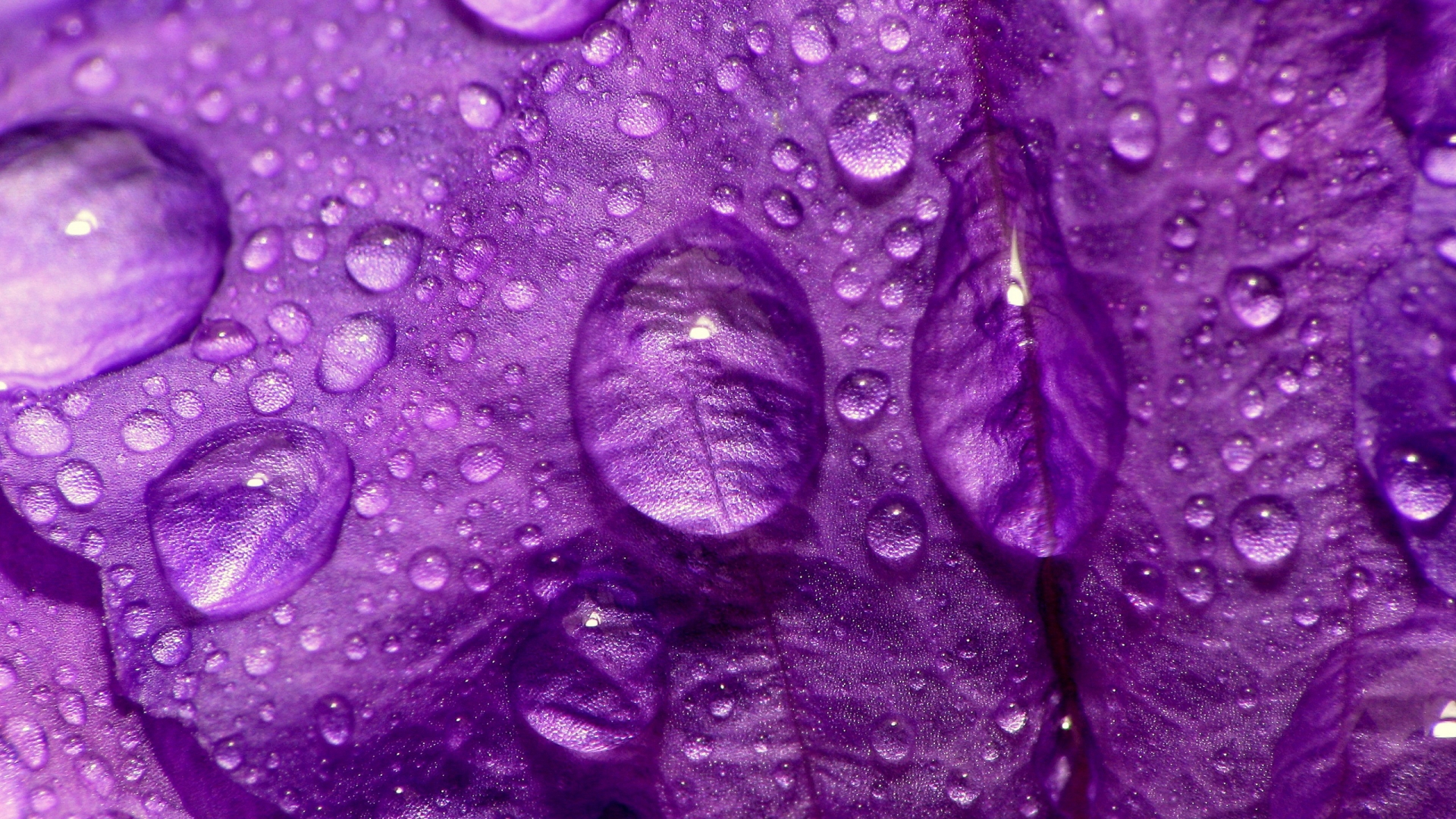purple flower abstract wallpaper
