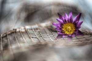 purple flower blur