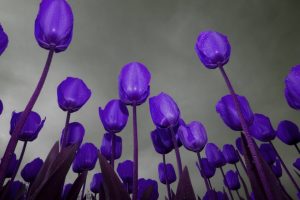 purple flowers A2
