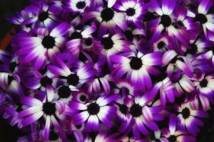 purple flowers A22