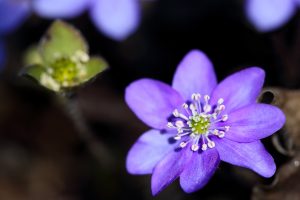 purple flowers A25