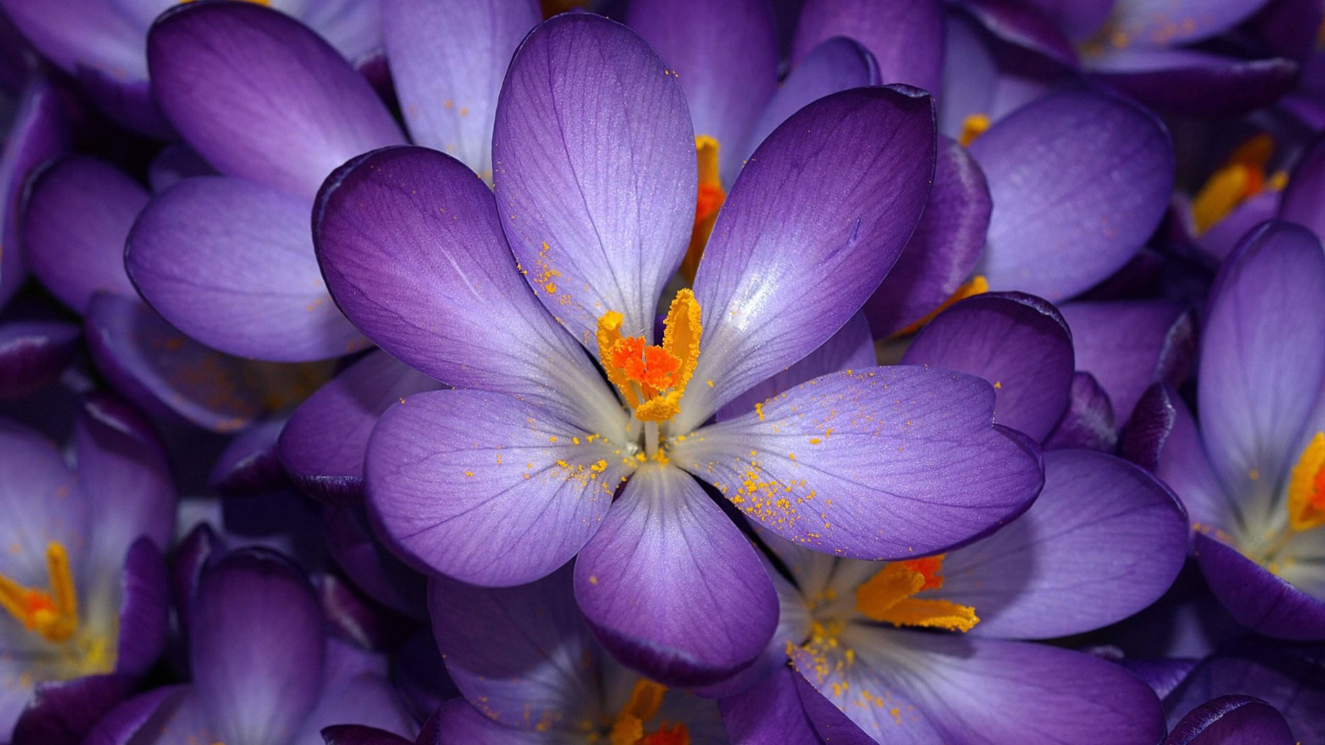 purple flowers  images
