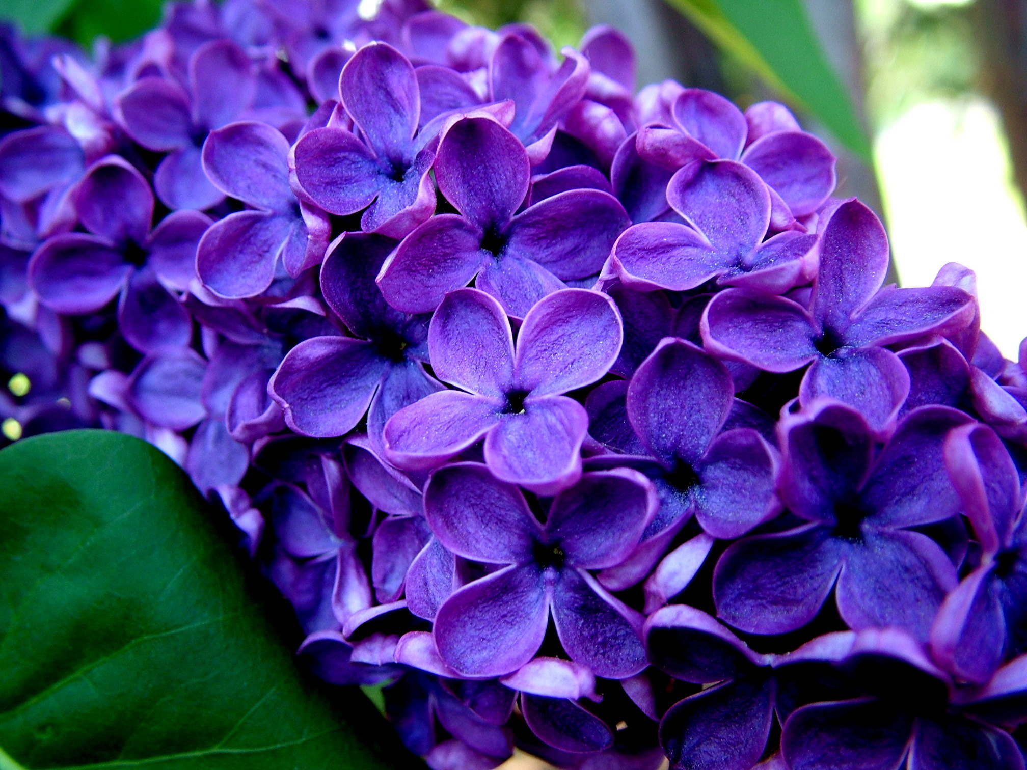 purple flowers nature