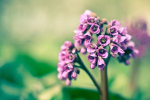 purple flowers spring