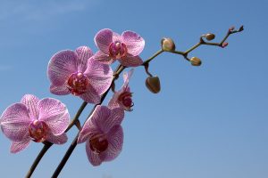 orchid wallpapers