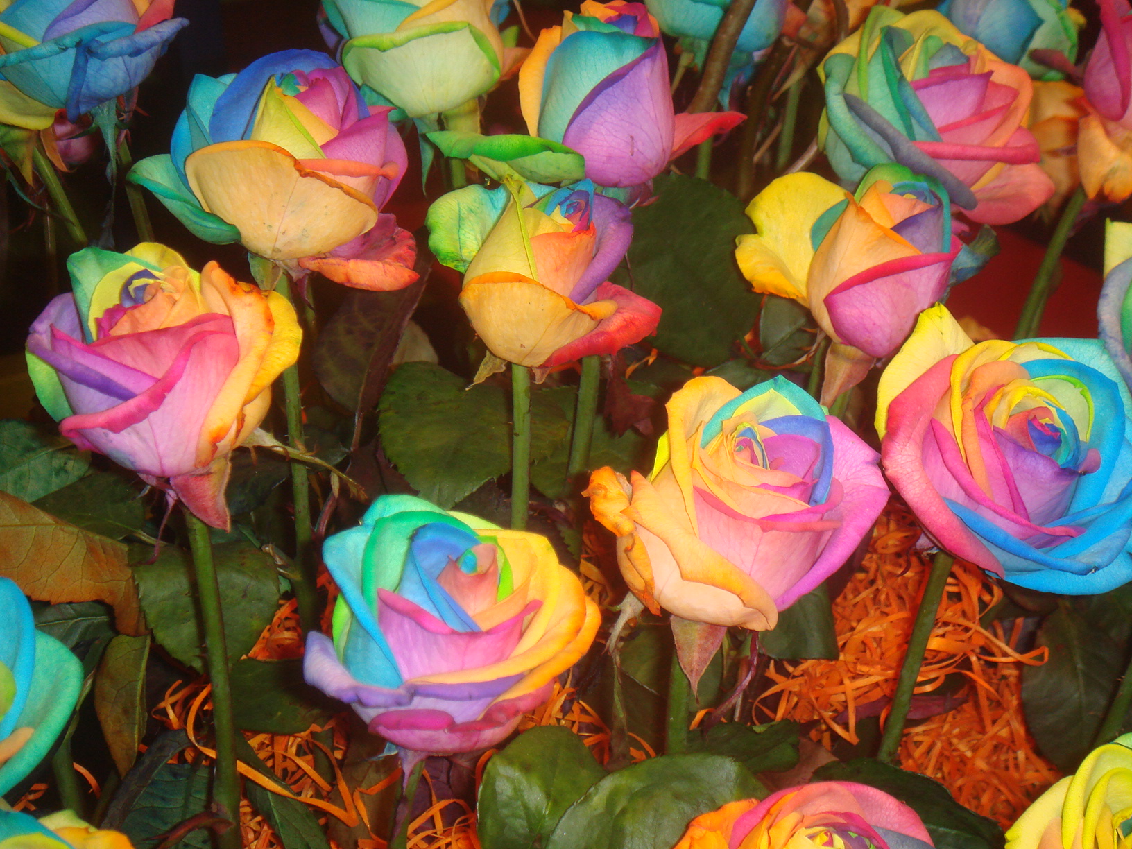 rainbow flowers