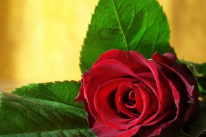 red roses wallpapers