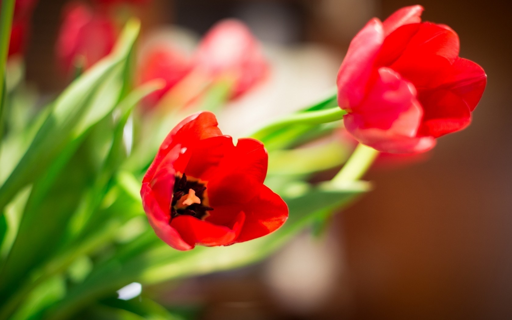 red tulips bokeh