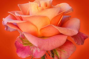 rose wallpaper live