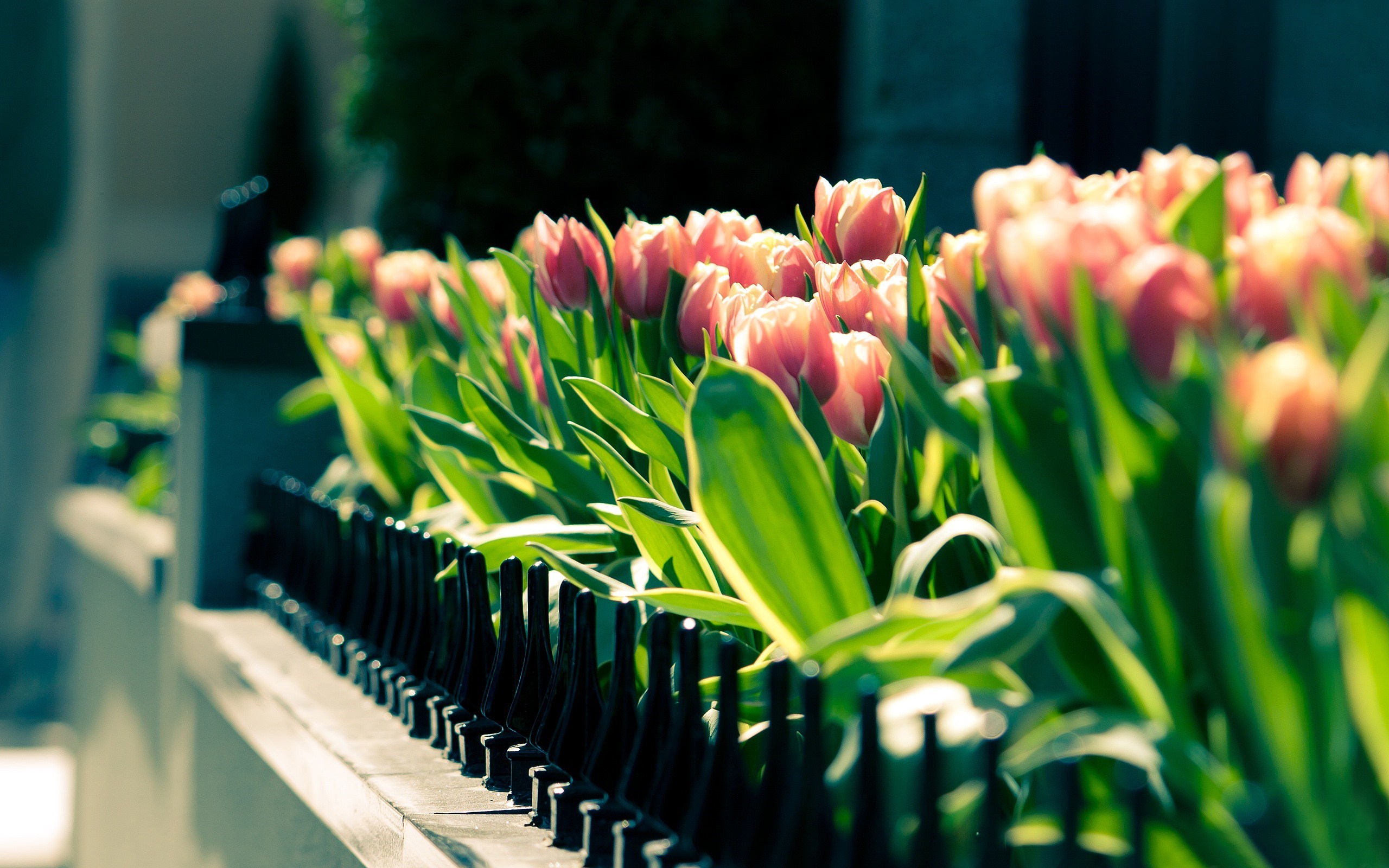 spring city flowers tulips