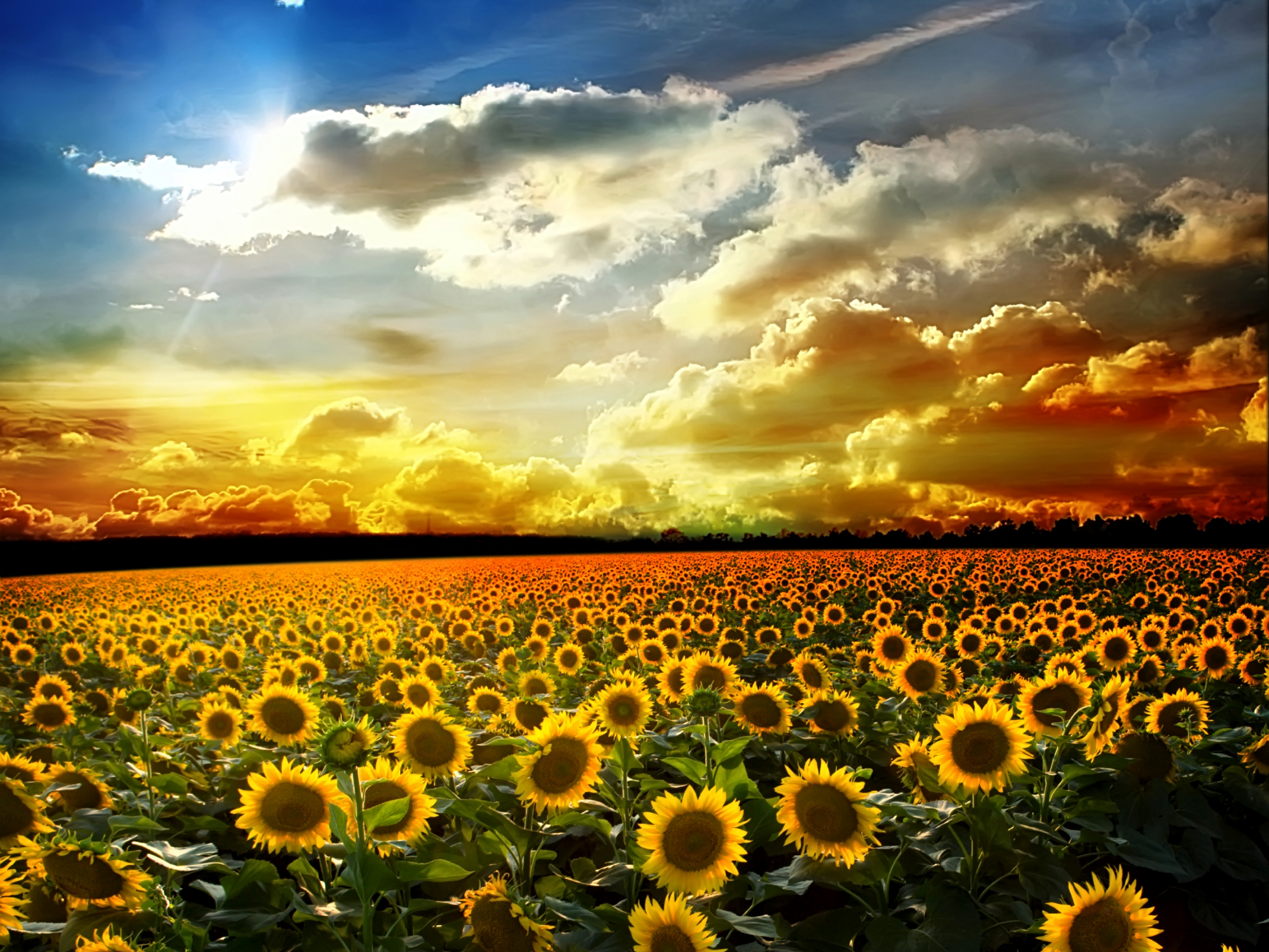 sunflower images free