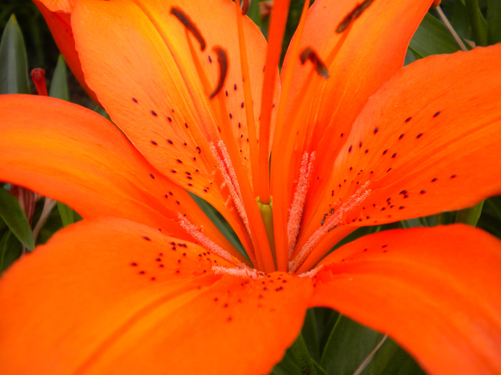 tiger lily flower backgrounds