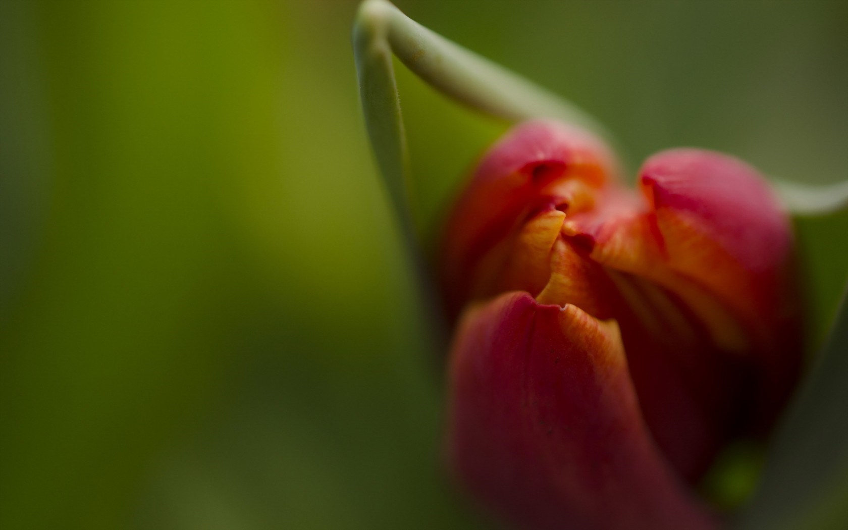 tulip macro flowers