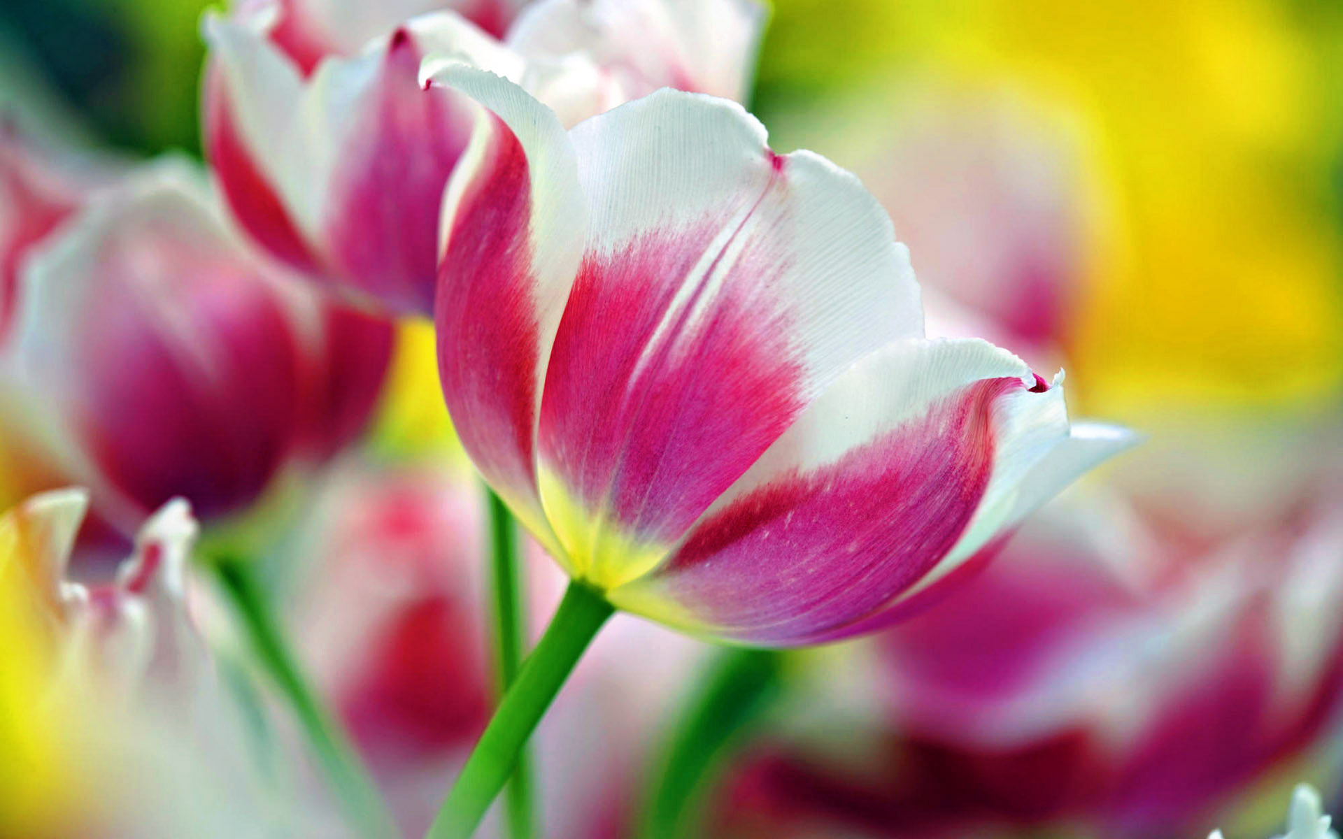 tulip picture pic