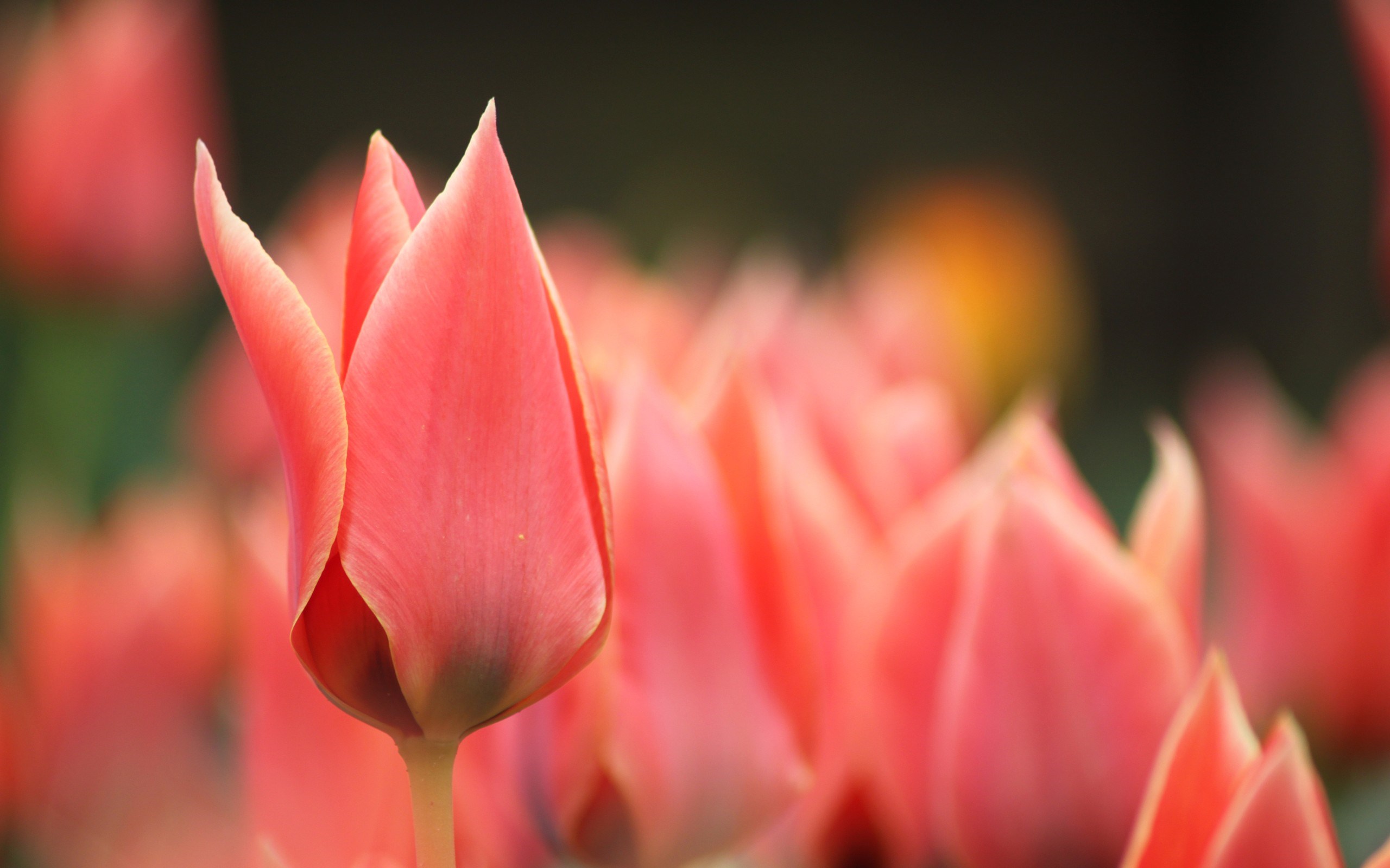 tulips flowers blur macro