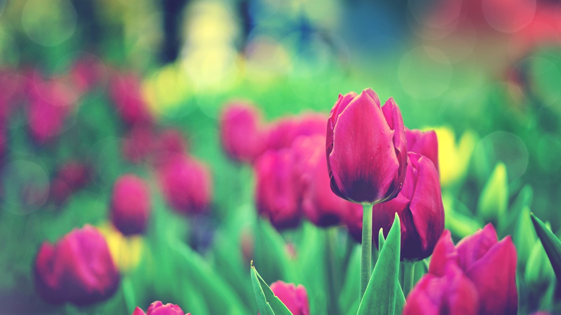 tulips flowers bokeh
