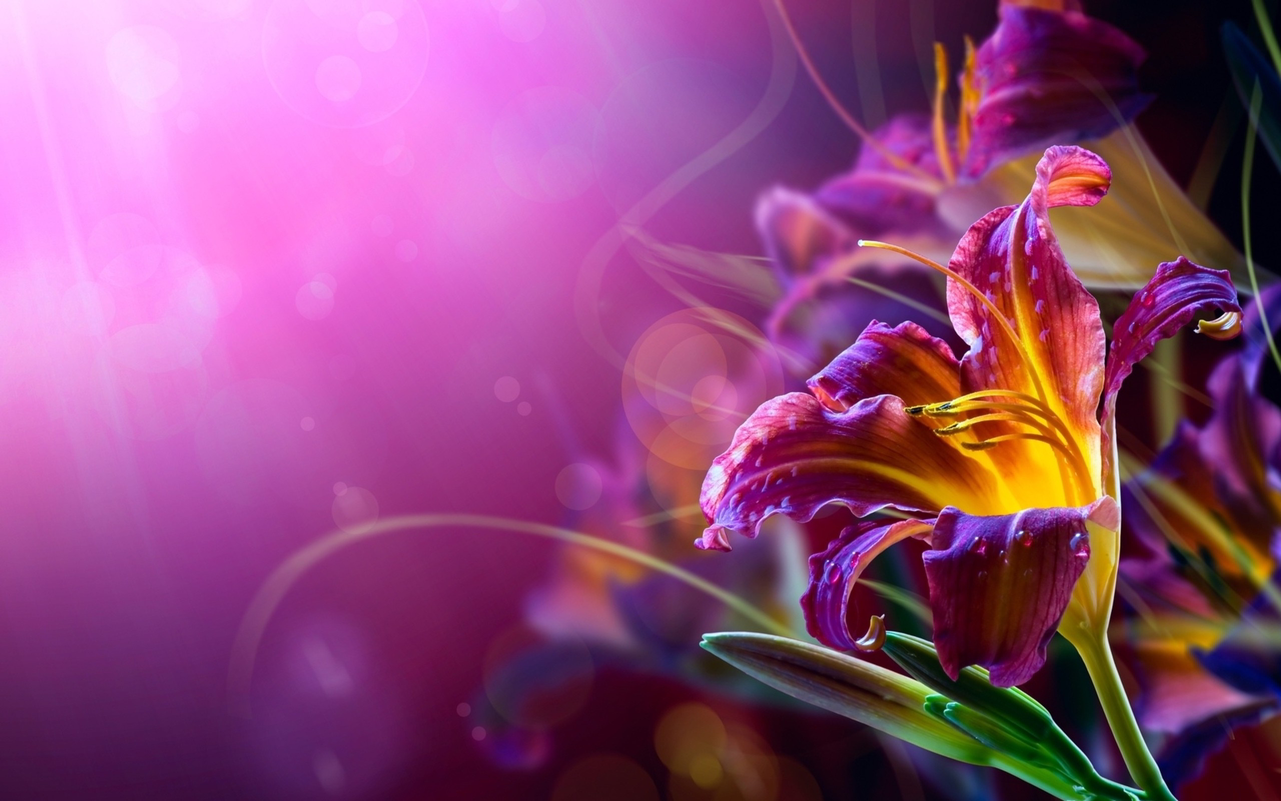 Violet Flower Wallpaper A5 HD Desktop Wallpapers 4k HD