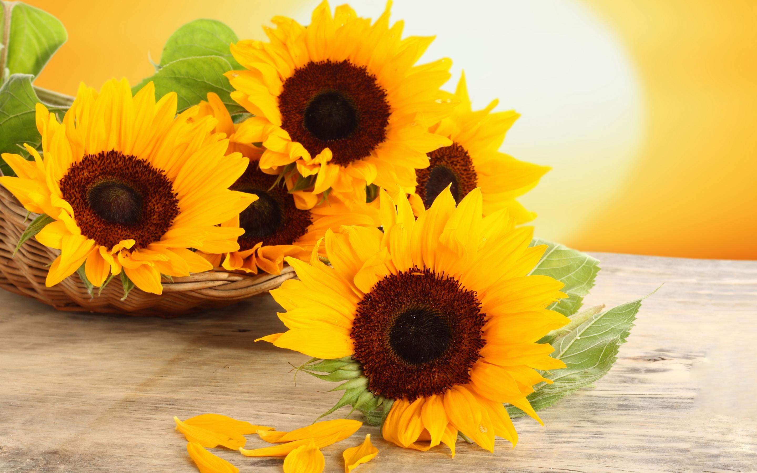 wallpaper sunflower
