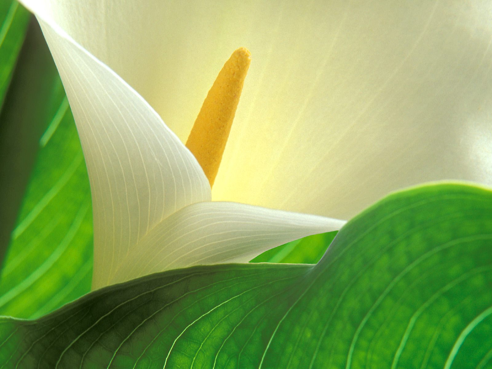 white calla lily flower