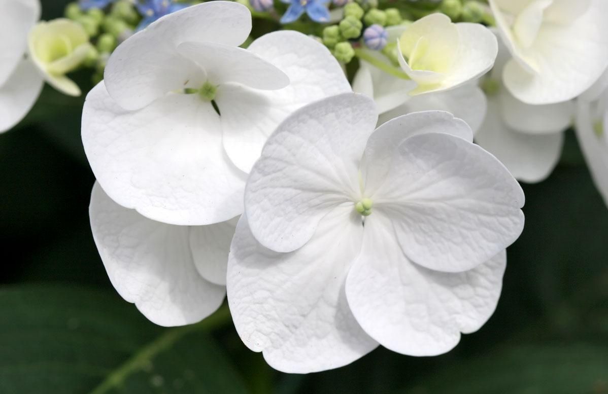 white flowers A