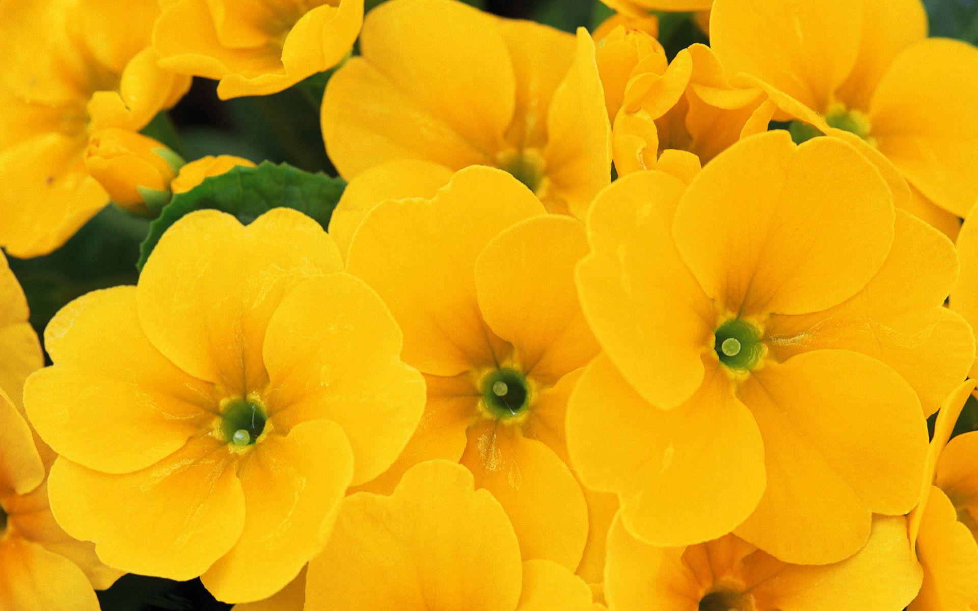 yellow flower picture hd - HD Desktop Wallpapers | 4k HD