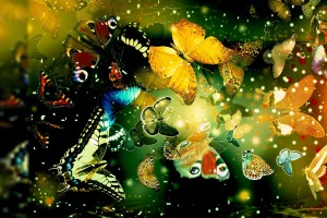 3d butterfly wallpaper