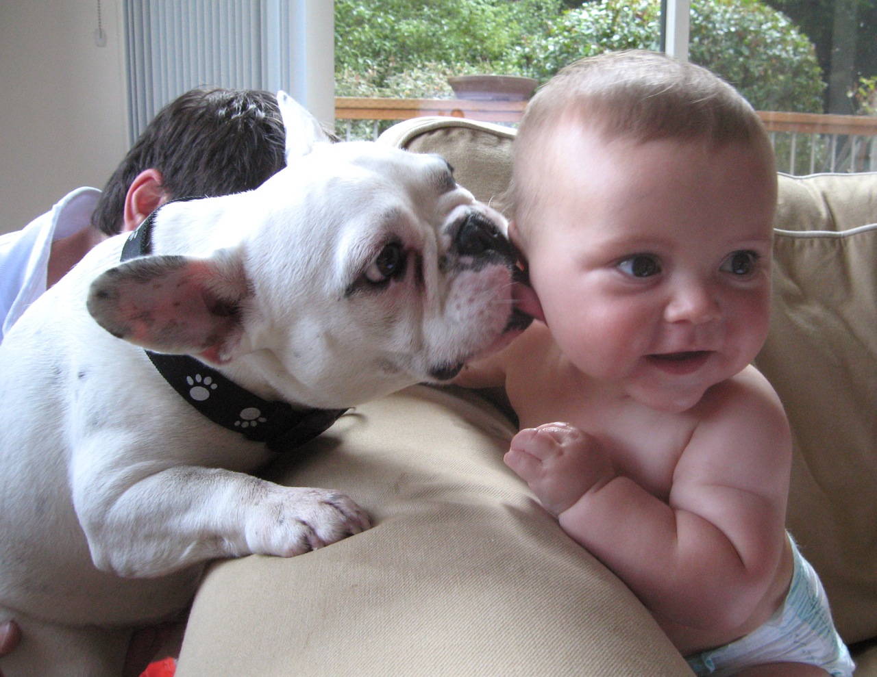 Baby Wallpapers dog play
