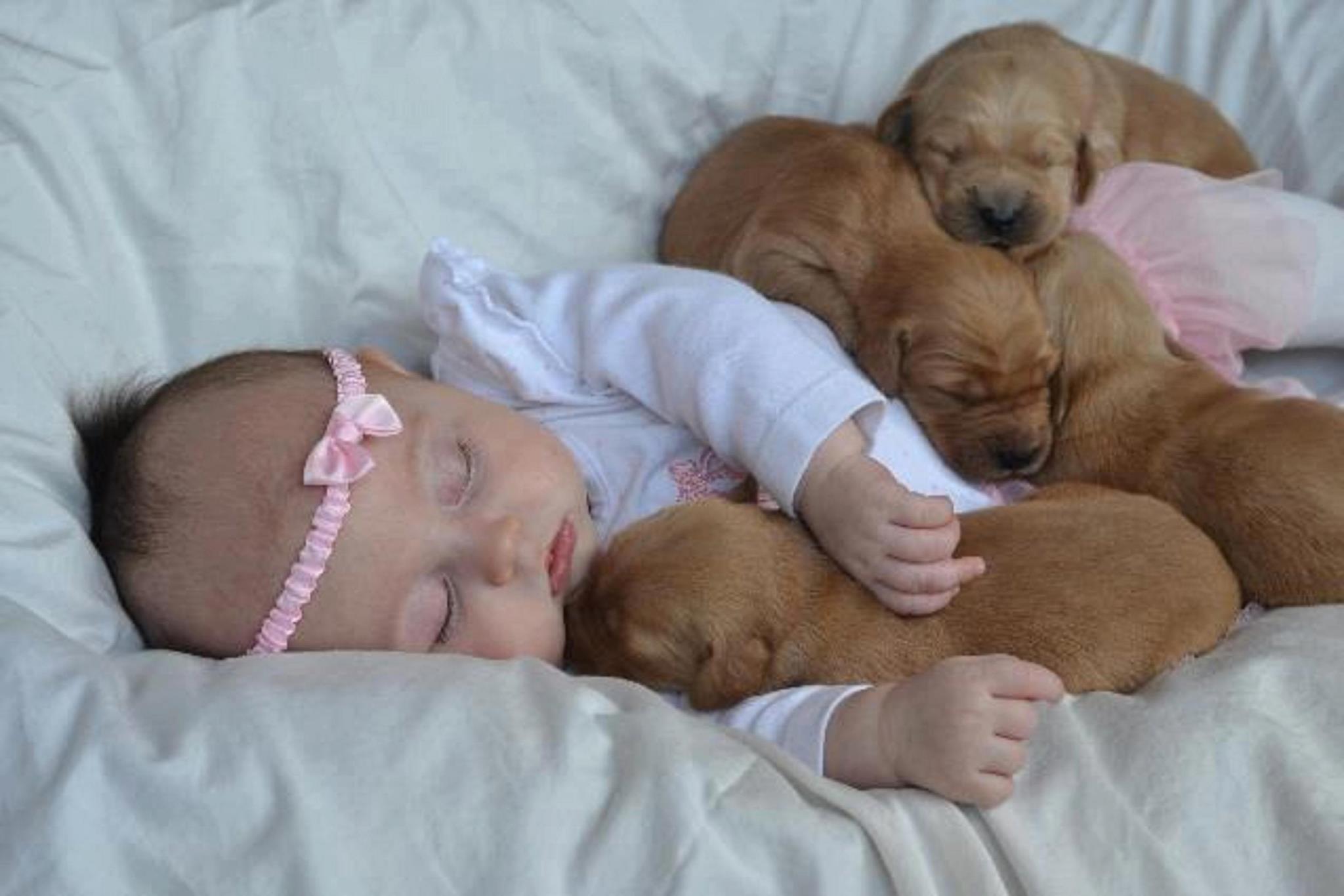 Baby Wallpapers puppies