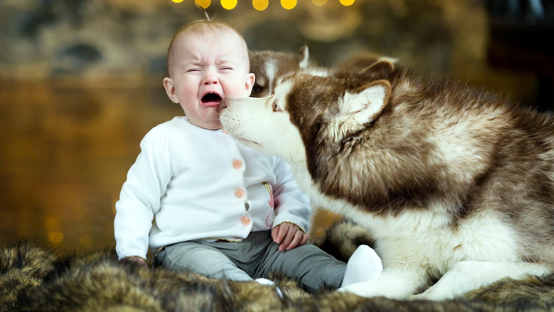 Baby crying Wallpapers siberian husky