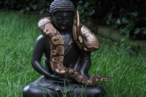 Buddha Wallpaper pictures HD snake