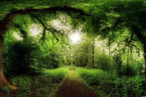 Forest Wallpapers HD amazon path