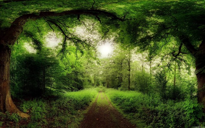 Forest Wallpapers HD amazon path