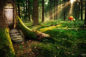 Forest Wallpapers HD A10