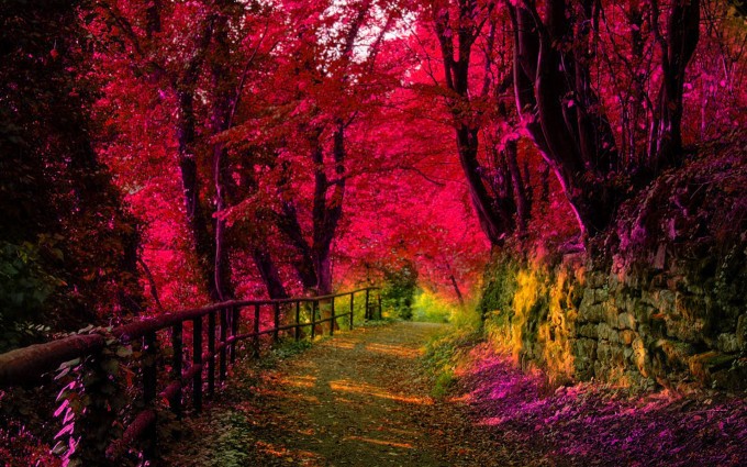 Forest Wallpapers HD pink leaves