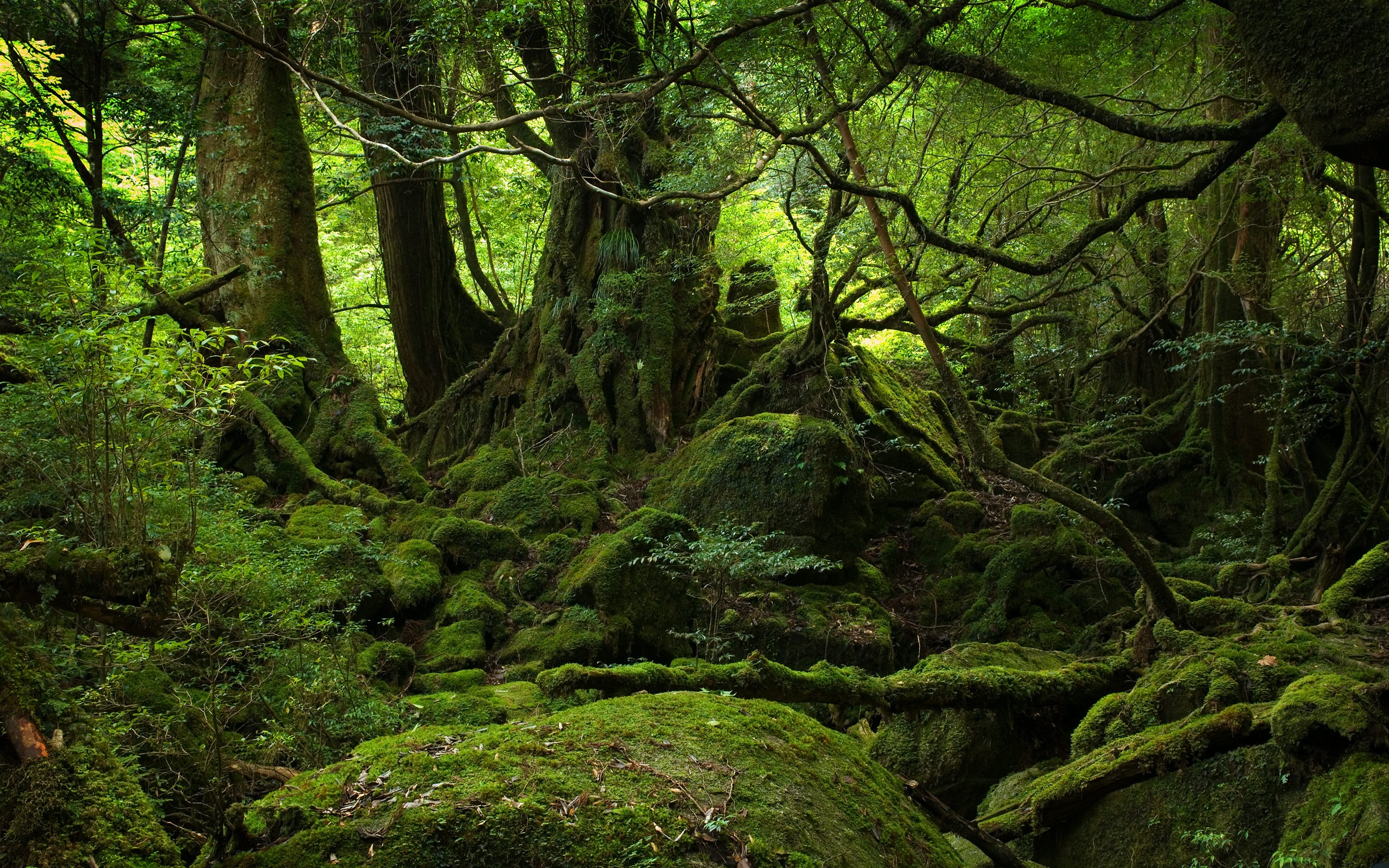 Forest Wallpapers HD pictures