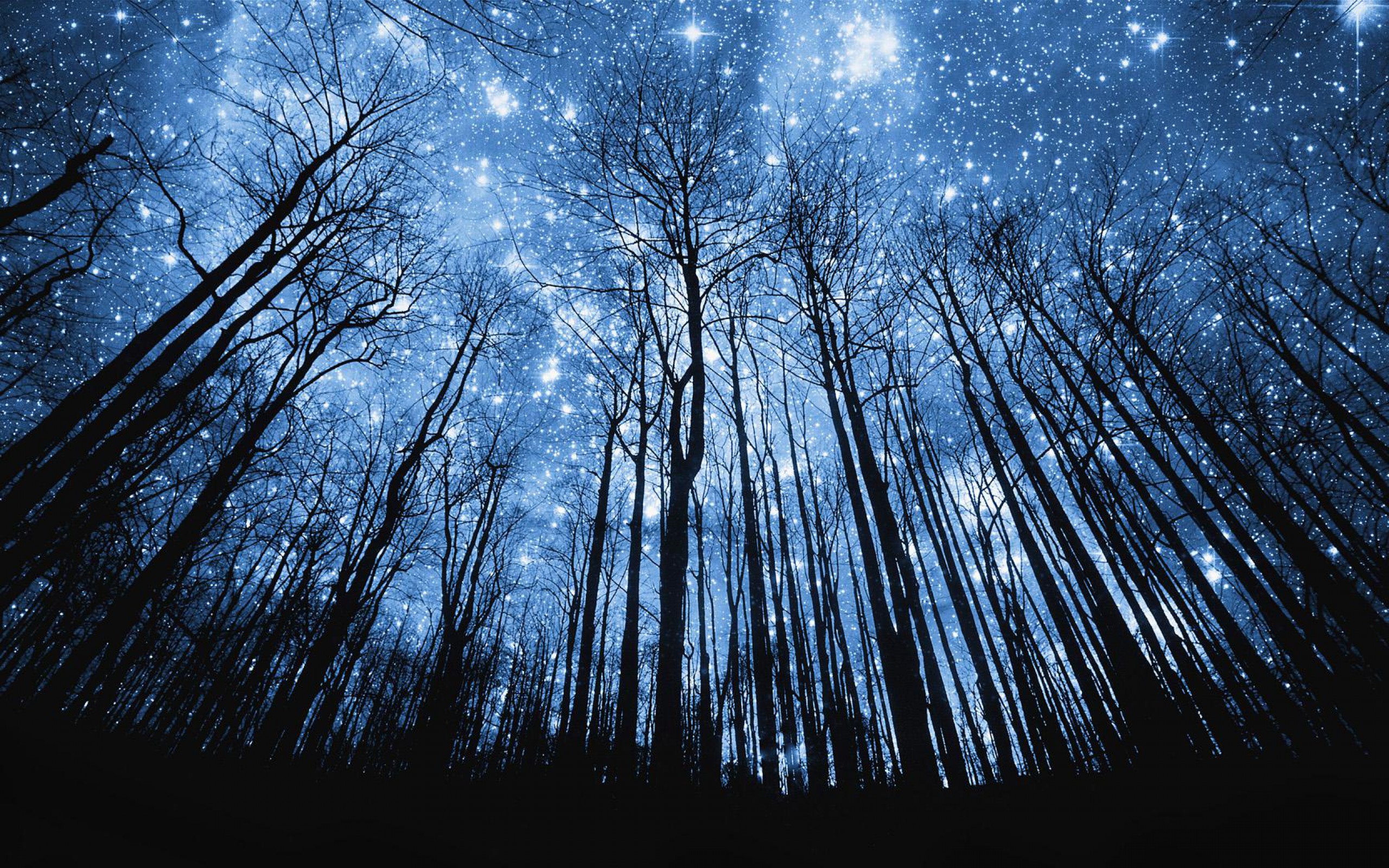 Forest Wallpapers HD stars night