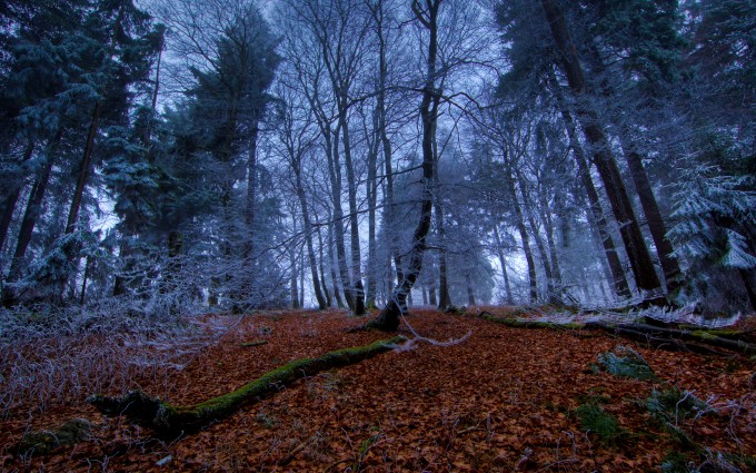 Forest Wallpapers HD snow