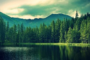 Forest Wallpapers HD mountains