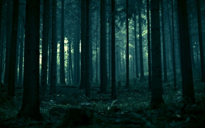 Forest Wallpapers HD dark trees